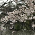 津お城公園の桜